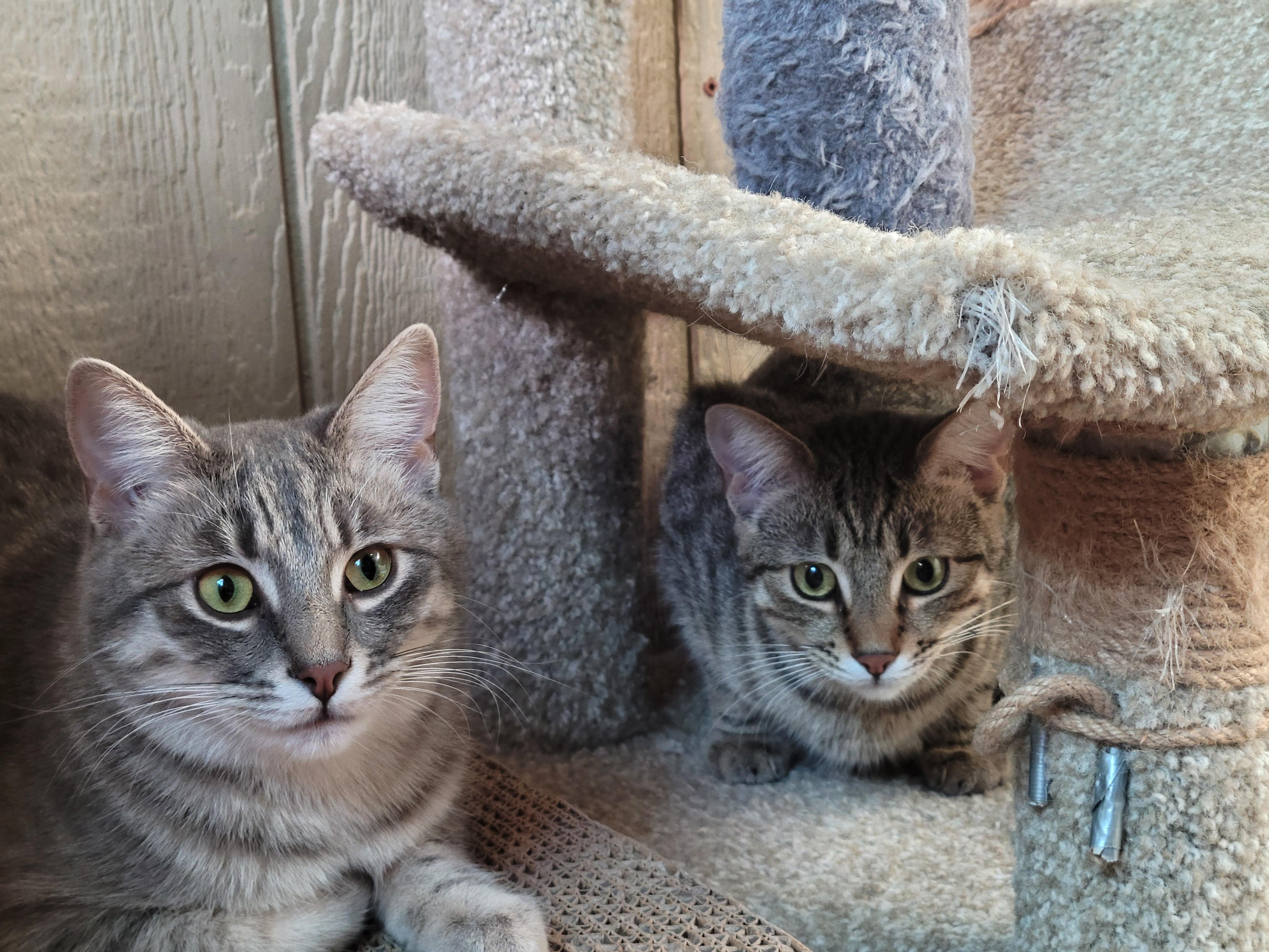Missy & Mia, Adoptable, Kitten Female Domestic Short Hair & Tabby.