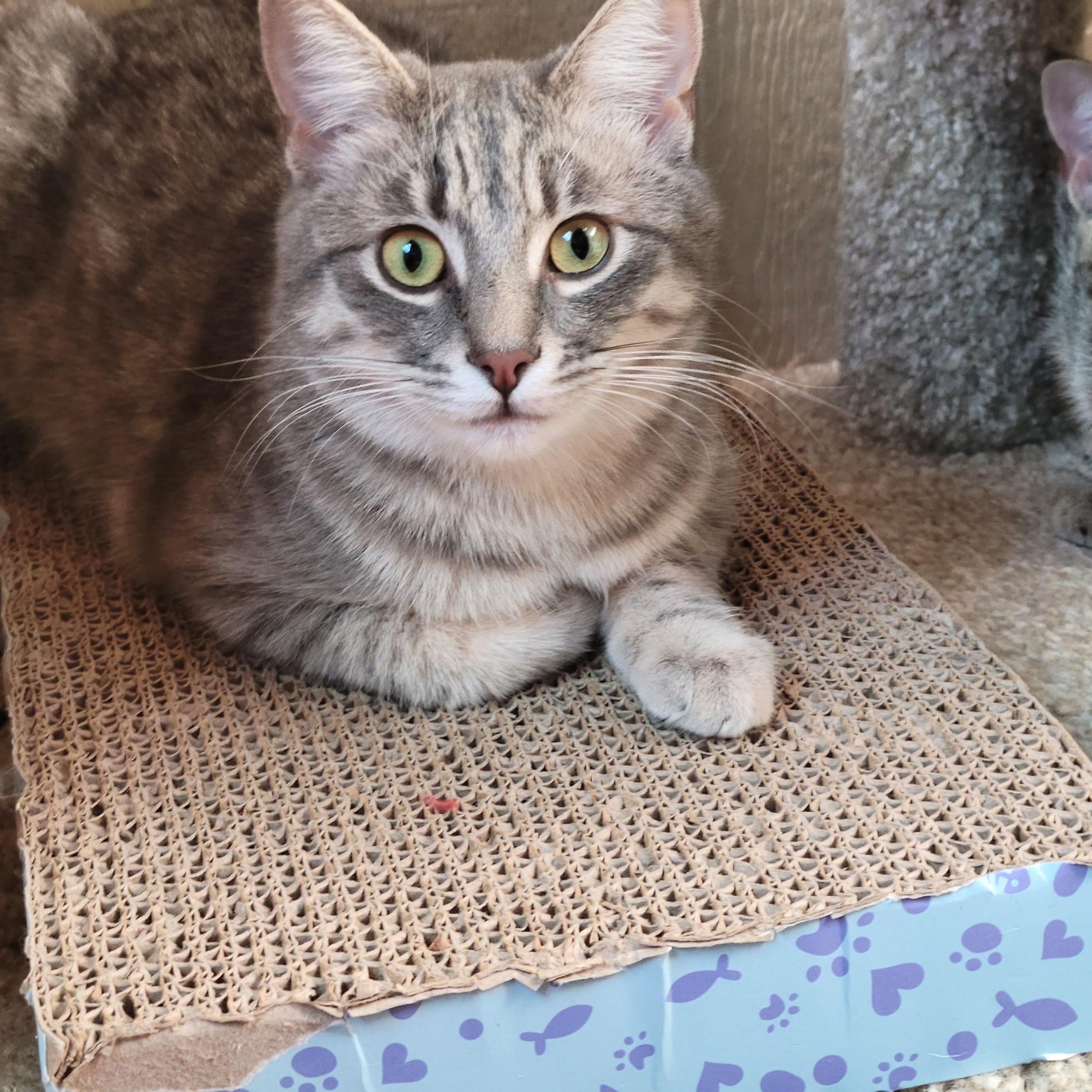 Missy & Mia, a Adoptable mixed breed in San Jose, CA image 5/6