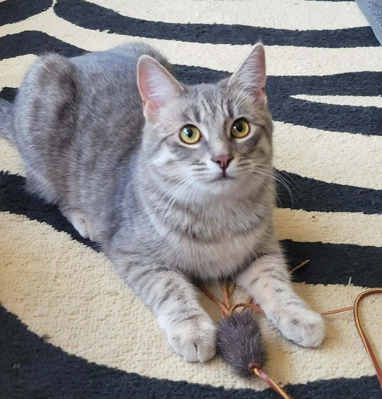 Enlarge Missy & Mia, a Adoptable mixed breed in San Jose, CA image 2/5