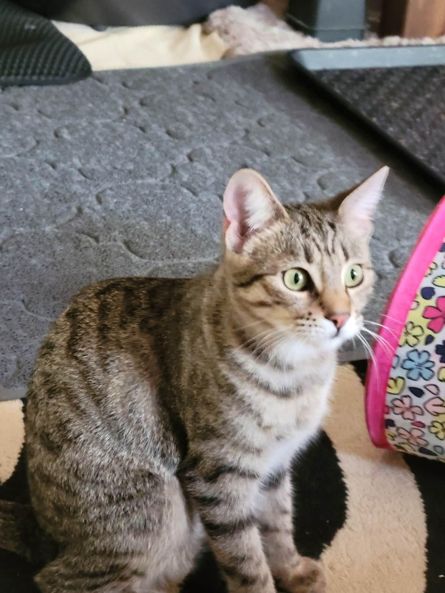 Enlarge Missy & Mia, a Adoptable mixed breed in San Jose, CA image 5/5