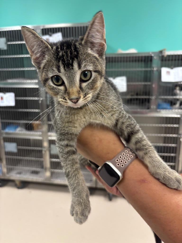 HUGH H., Adopted, Kitten Male Domestic Short Hair.