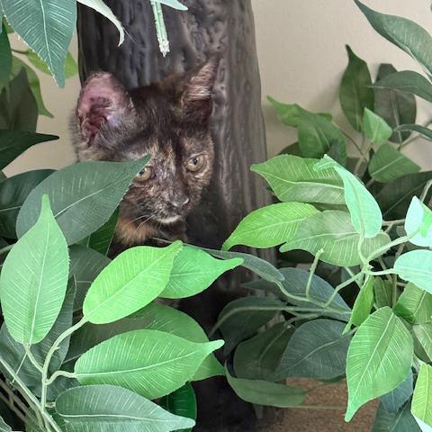 Katy Purry, a Adoptable mixed breed in Harrisburg, PA image 4/6