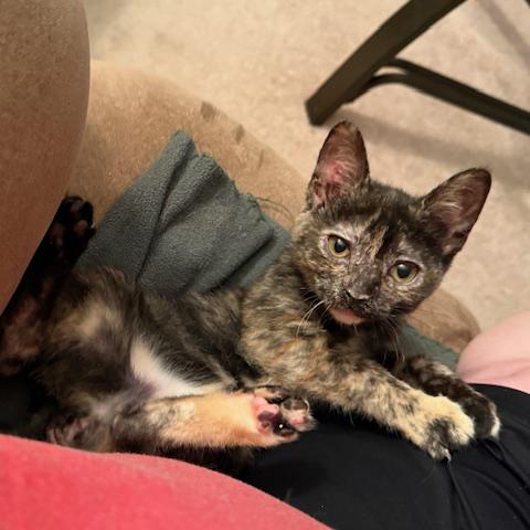 Katy Purry, a Adoptable mixed breed in Harrisburg, PA image 3/6