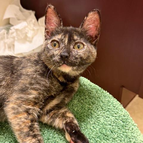 Katy Purry, a Adoptable mixed breed in Harrisburg, PA image 1/6