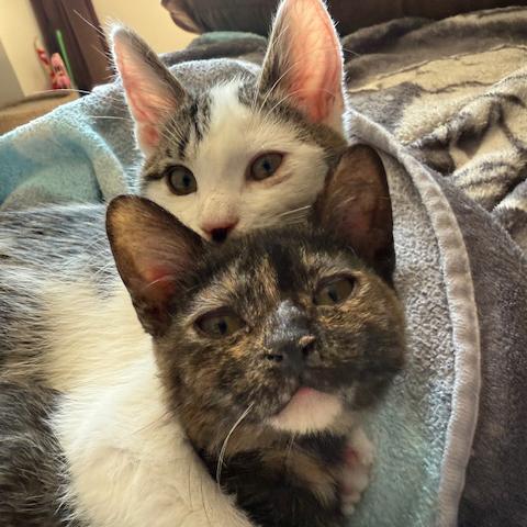 Katy Purry, a Adoptable mixed breed in Harrisburg, PA image 5/6