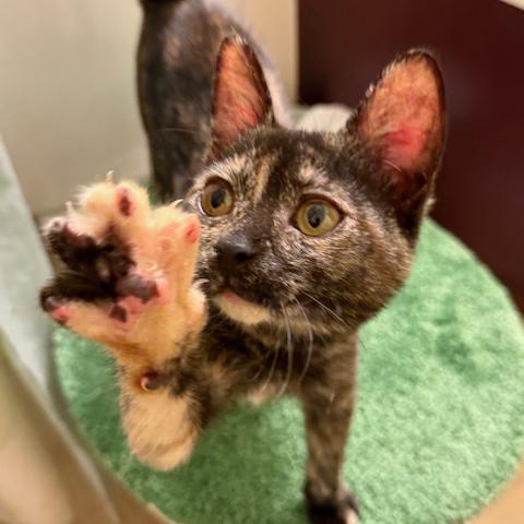 Katy Purry, a Adoptable mixed breed in Harrisburg, PA image 6/6