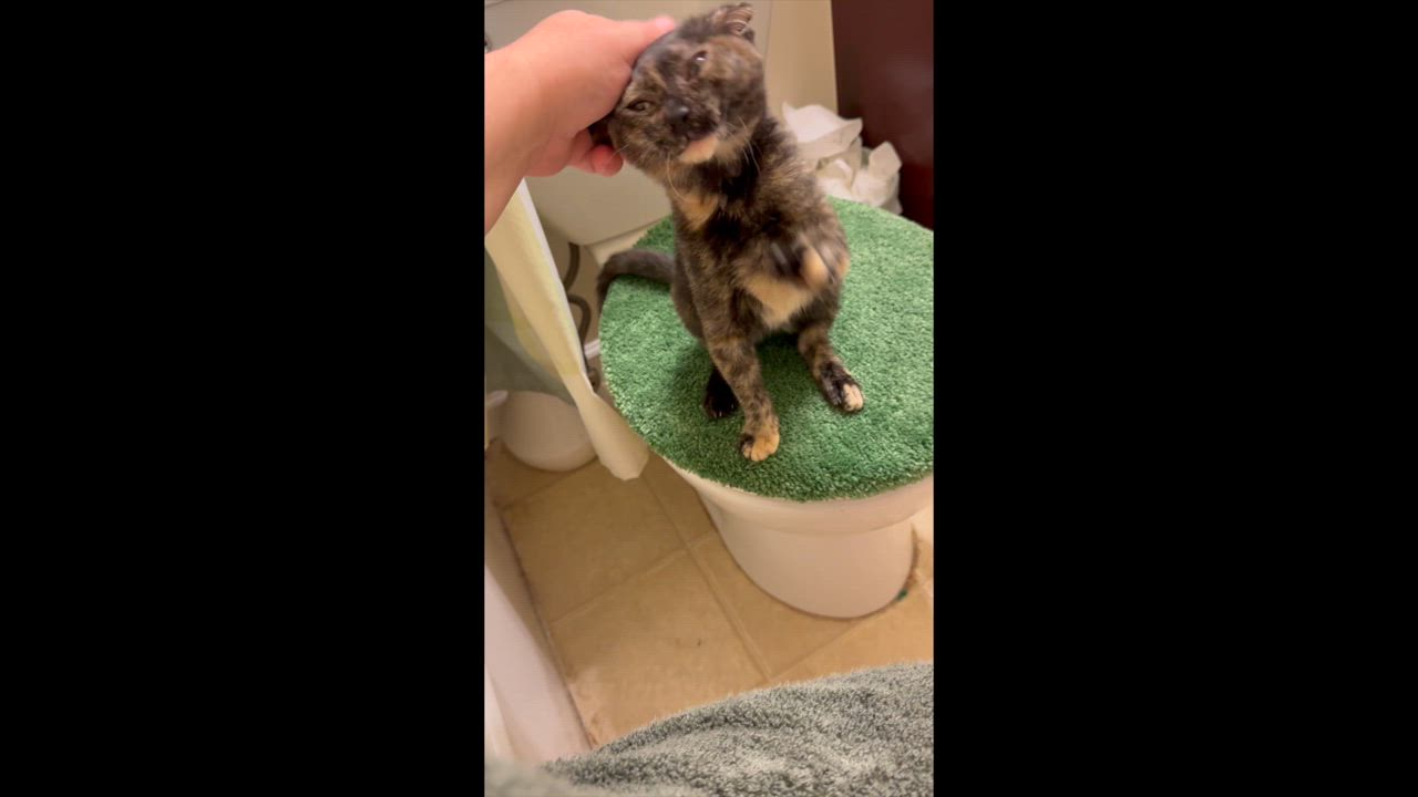Enlarge Katy Purry, a Adoptable mixed breed in Harrisburg, PA video 2/6