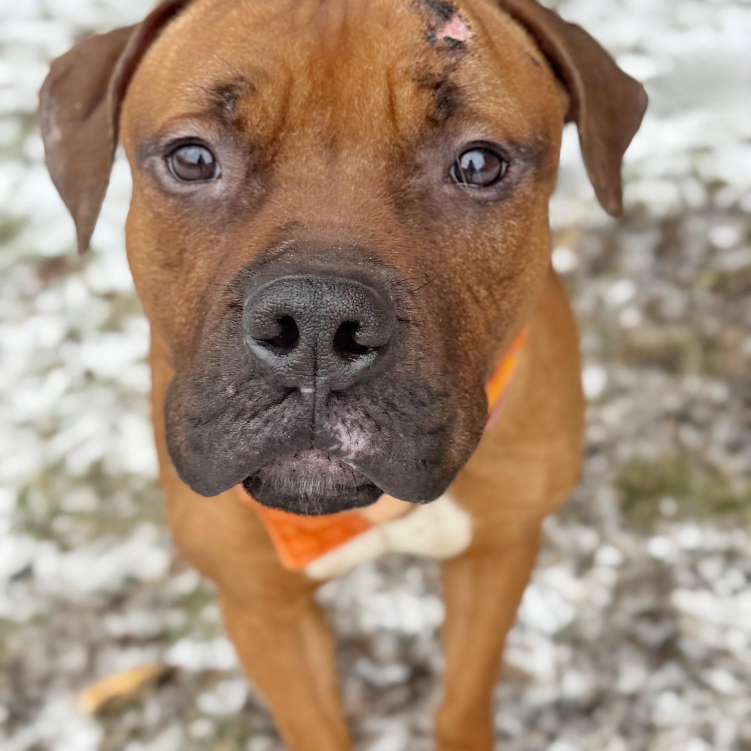 Enlarge Mixtape, an adopted mixed breed in Buffalo, NY image 3/6