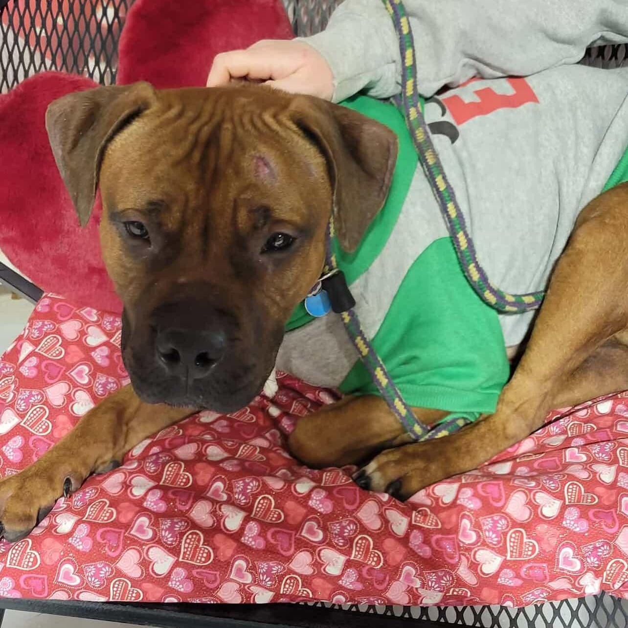 Enlarge Mixtape, an adopted mixed breed in Buffalo, NY image 6/6