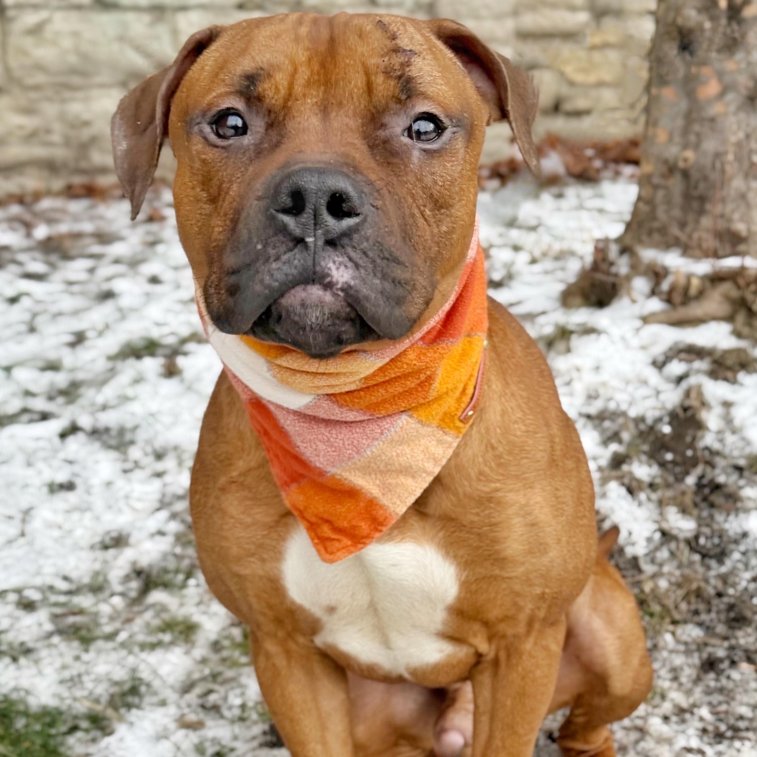 Enlarge Mixtape, an adopted mixed breed in Buffalo, NY image 4/6