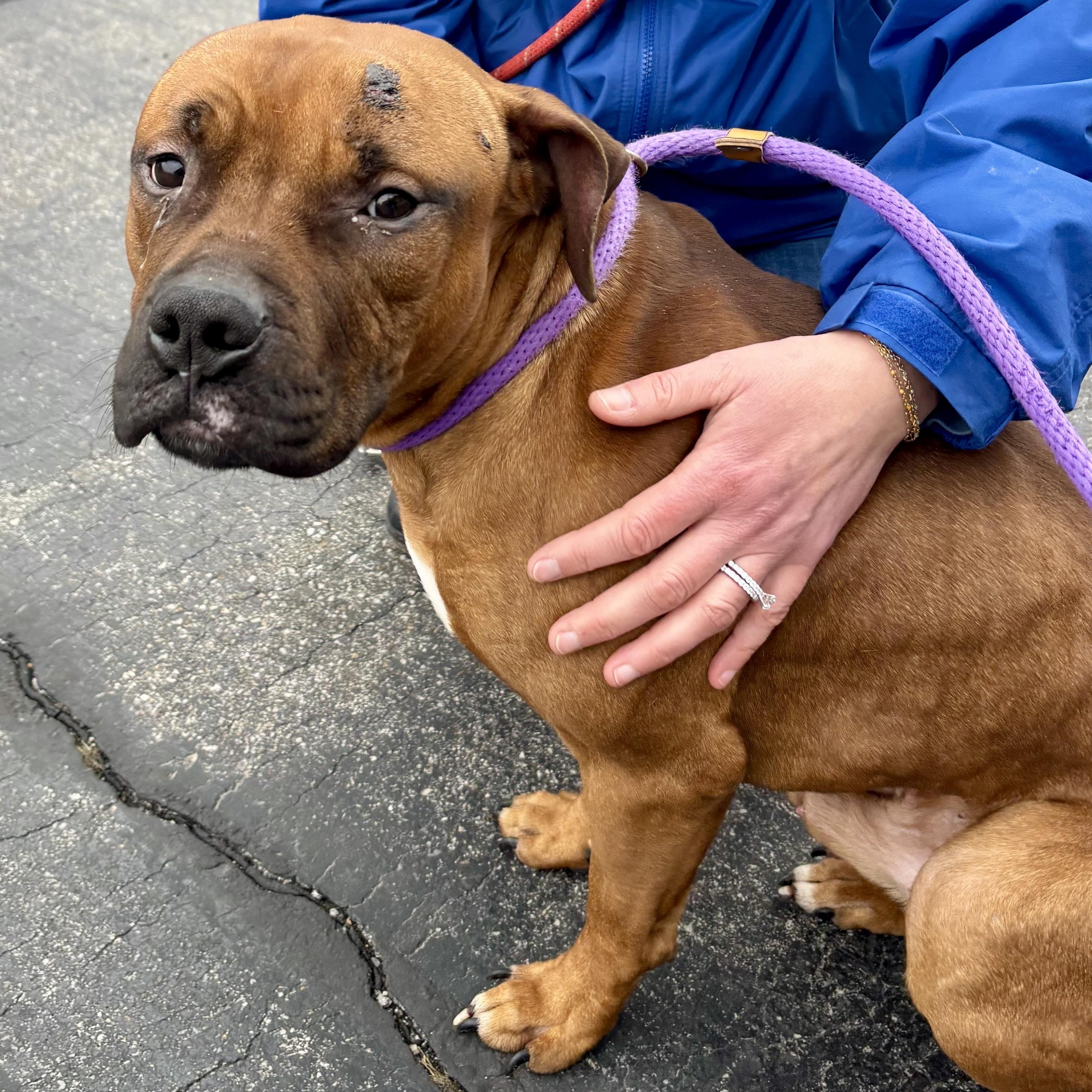 Enlarge Mixtape, an adopted mixed breed in Buffalo, NY image 5/6