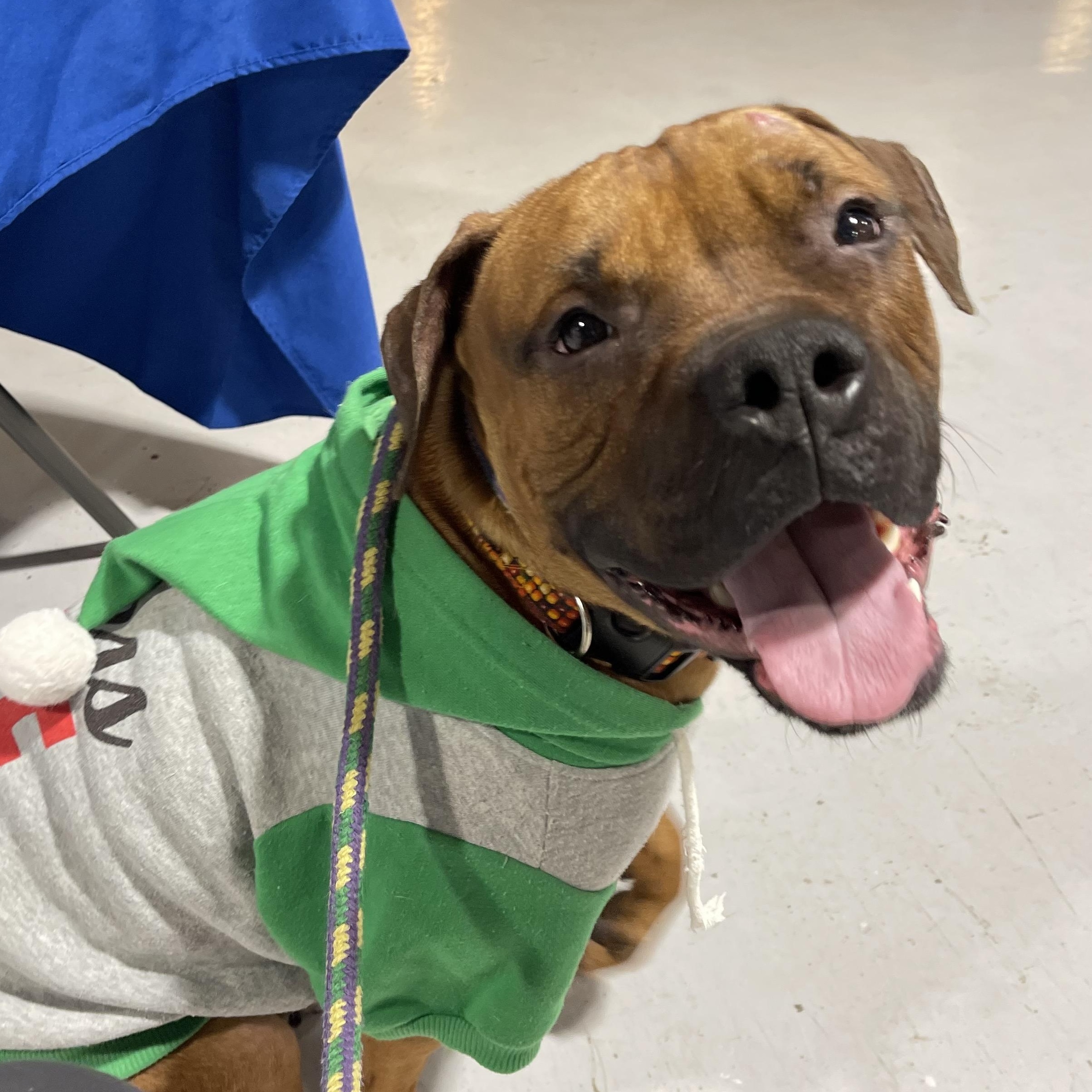 Enlarge Mixtape, an adopted mixed breed in Buffalo, NY image 1/6