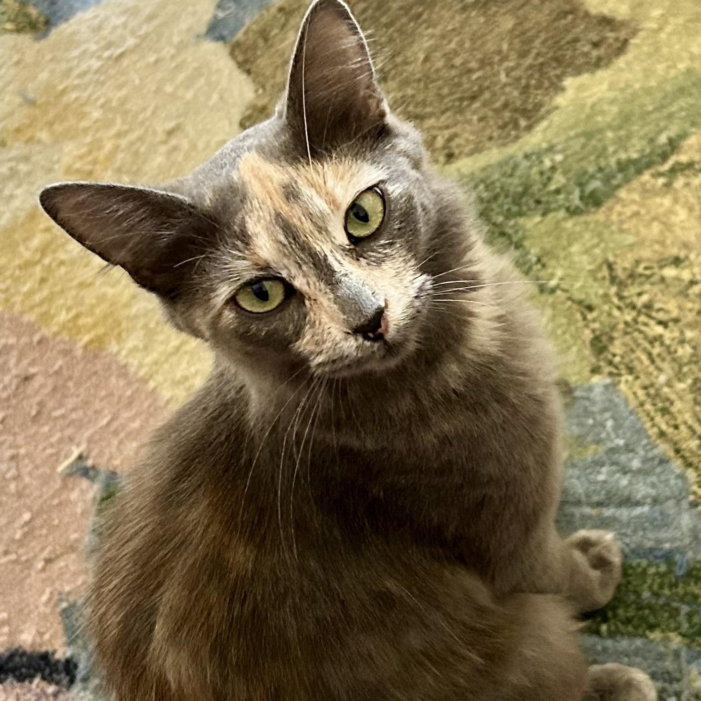 Enlarge Tasha (with Toby), a Adoptable Calico in Half Moon Bay, CA image 1/3