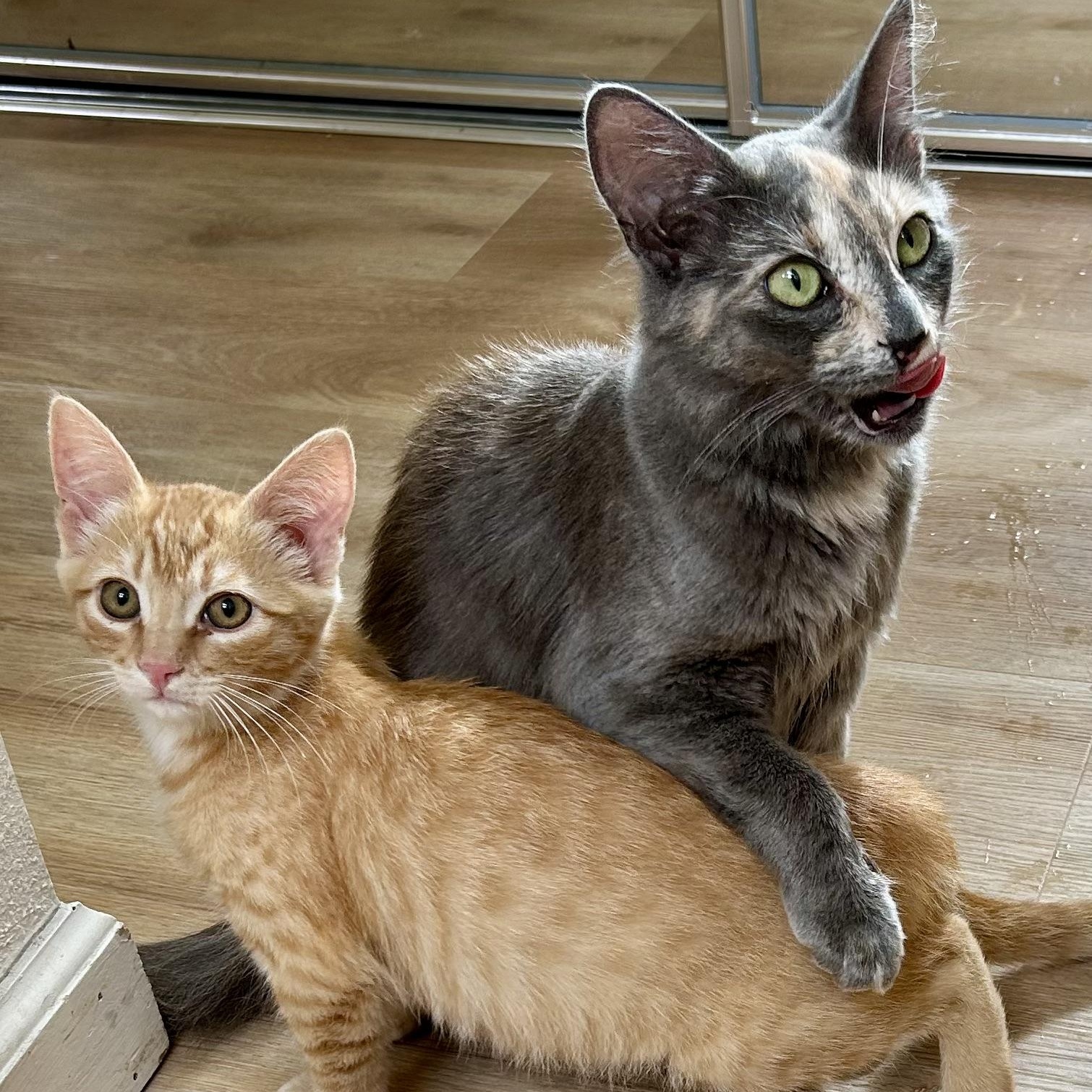 Enlarge Tasha (with Toby), a Adoptable Calico in Half Moon Bay, CA image 2/3