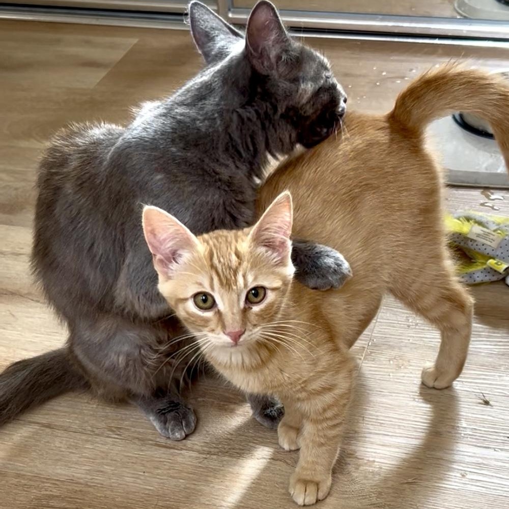 Enlarge Tasha (with Toby), a Adoptable Calico in Half Moon Bay, CA image 3/3