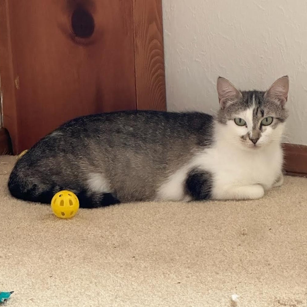 Enlarge Trinity, a Adoptable Domestic Short Hair in Warr Acres, OK image 1/1