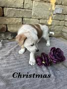 Enlarge Christmas, an adopted mixed breed in Yukon, OK image 1/1