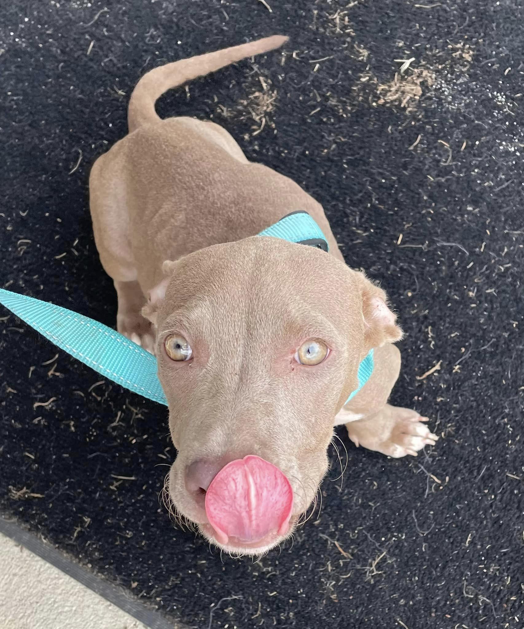 Dog for adoption Queenie, a Dachshund & American Staffordshire