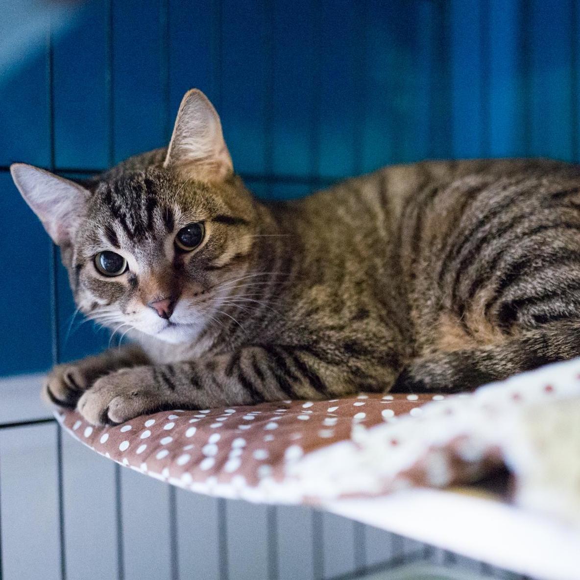 Enlarge Tarzan, a Adoptable Tabby in Houston, TX image 1/8