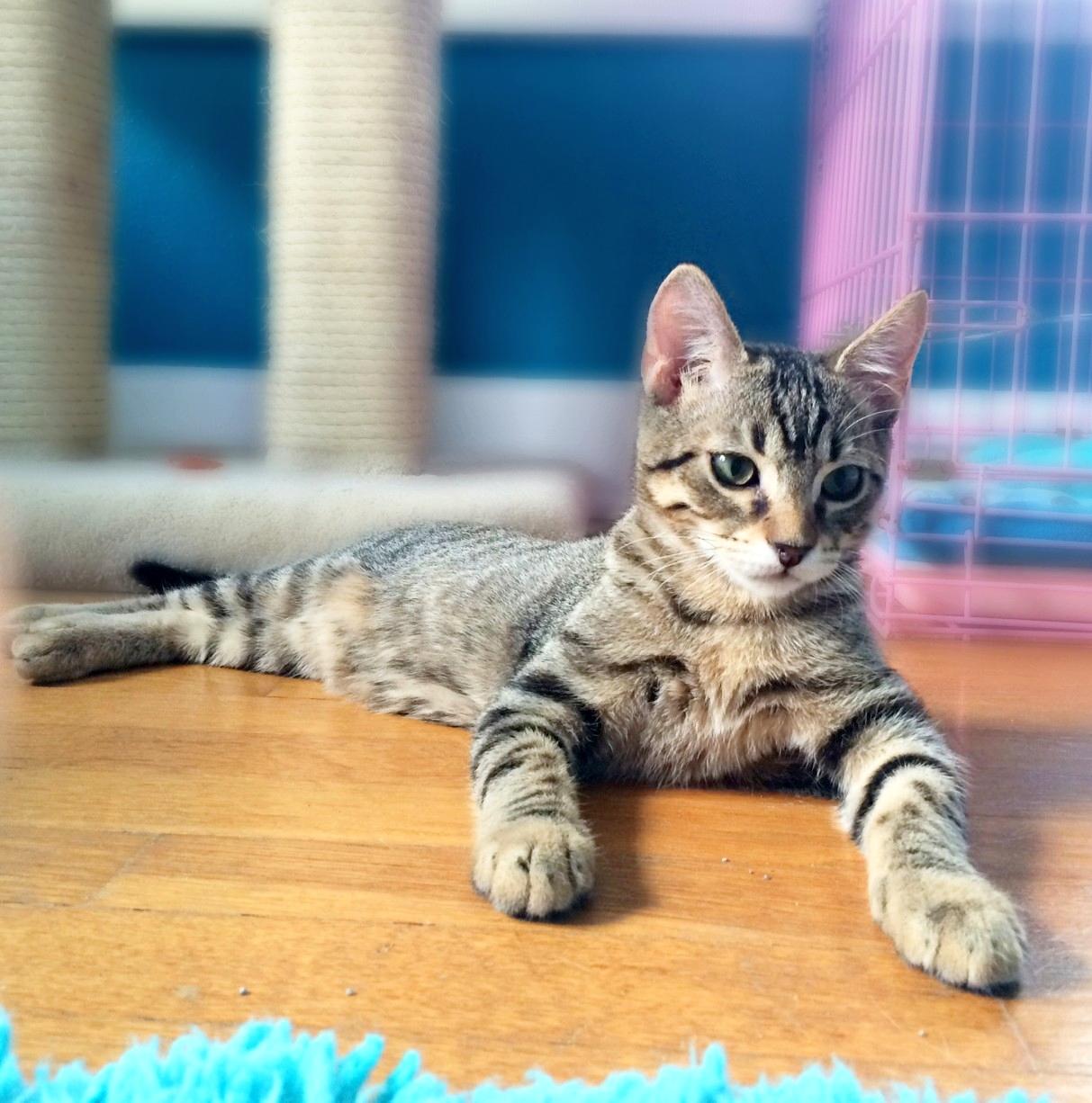 Enlarge Tarzan, a Adoptable Tabby in Houston, TX image 2/8