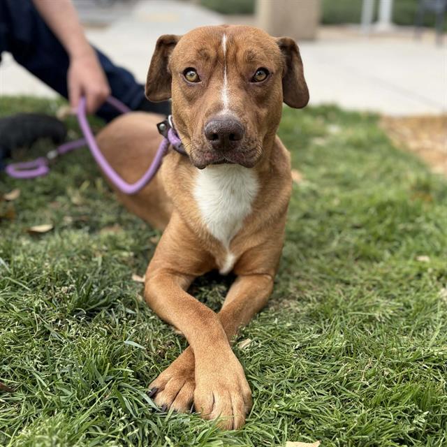 Enlarge DUDE, a Adoptable mixed breed in Modesto, CA image 1/1