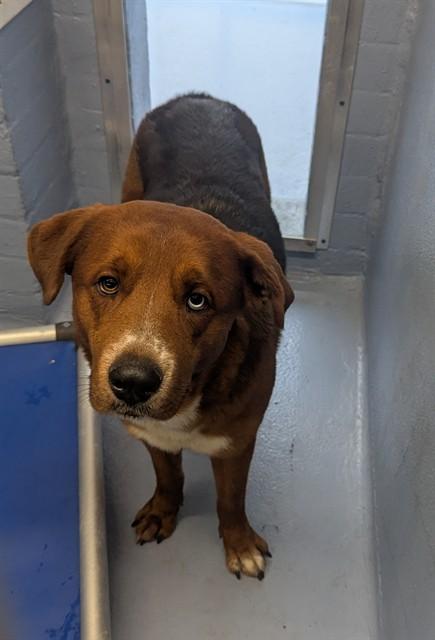 CHOCOLATE SHAKE, Adoptable, Adult Male German Shepherd Dog & Mixed Breed.