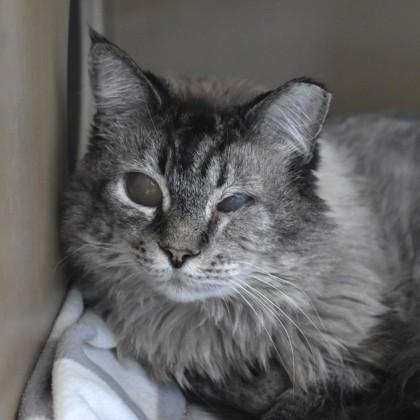 Aslan, an adopted mixed breed in Flagstaff, AZ image 2/2