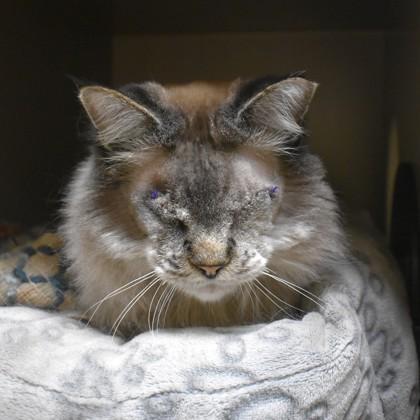 Aslan, adopted, Senior Male Himalayan.