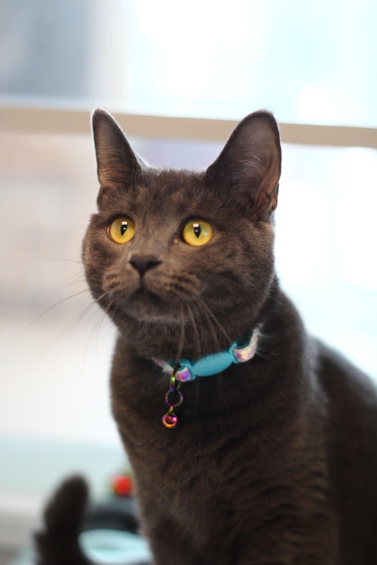Enlarge Lucy, a Adopted Domestic Short Hair in Toledo, OH image 3/6