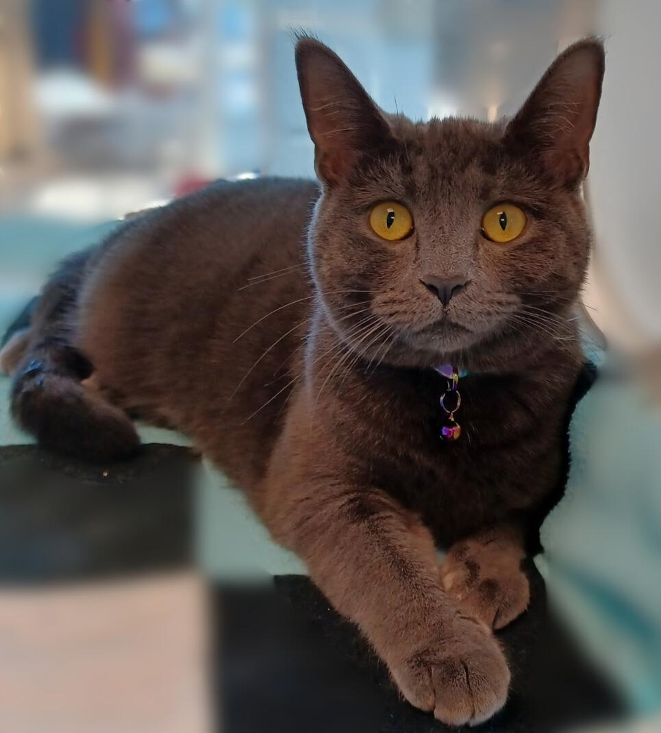 Enlarge Lucy, a Adopted Domestic Short Hair in Toledo, OH image 4/6