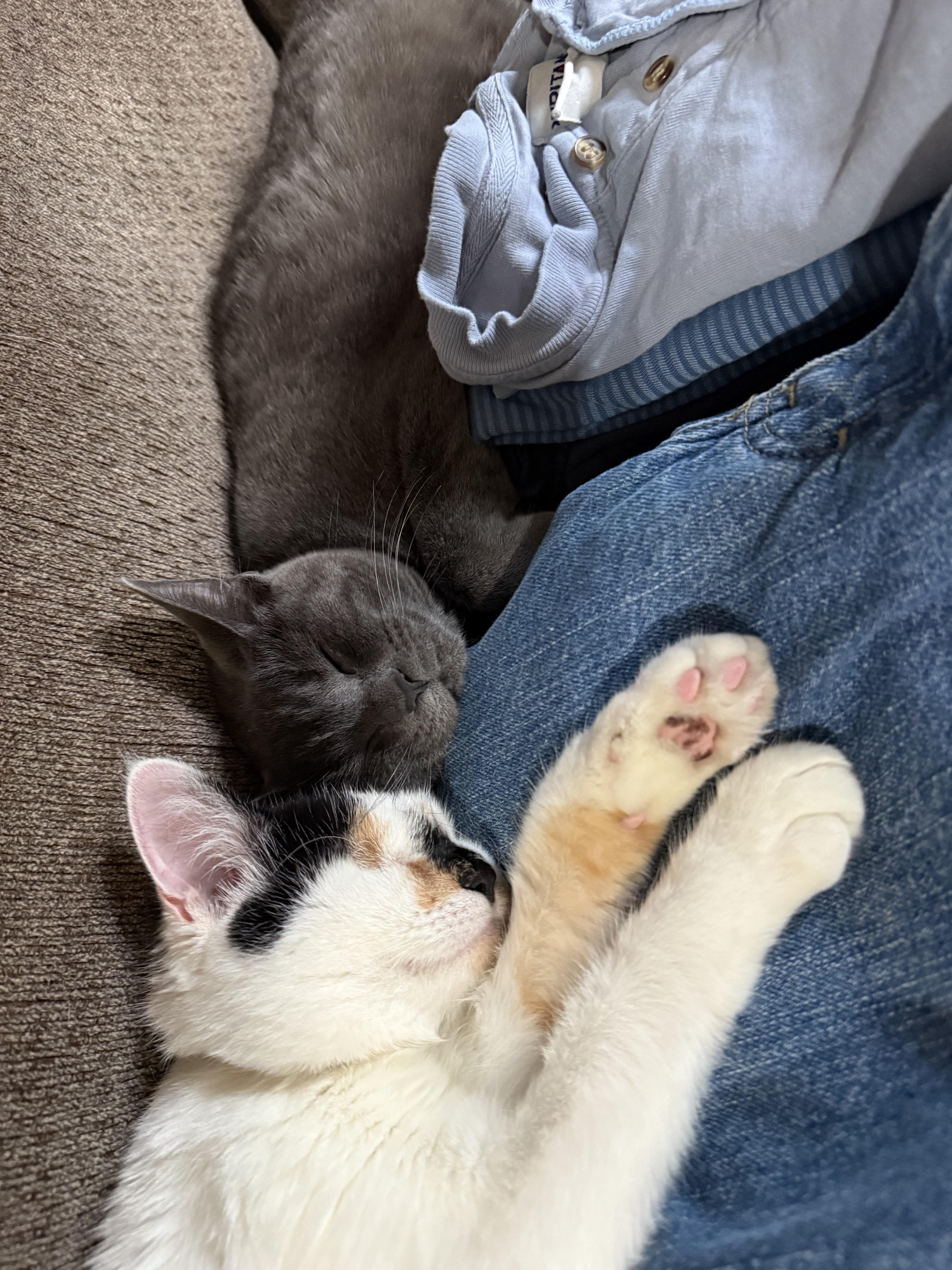 Enlarge Lucy, a Adopted Domestic Short Hair in Toledo, OH image 5/6