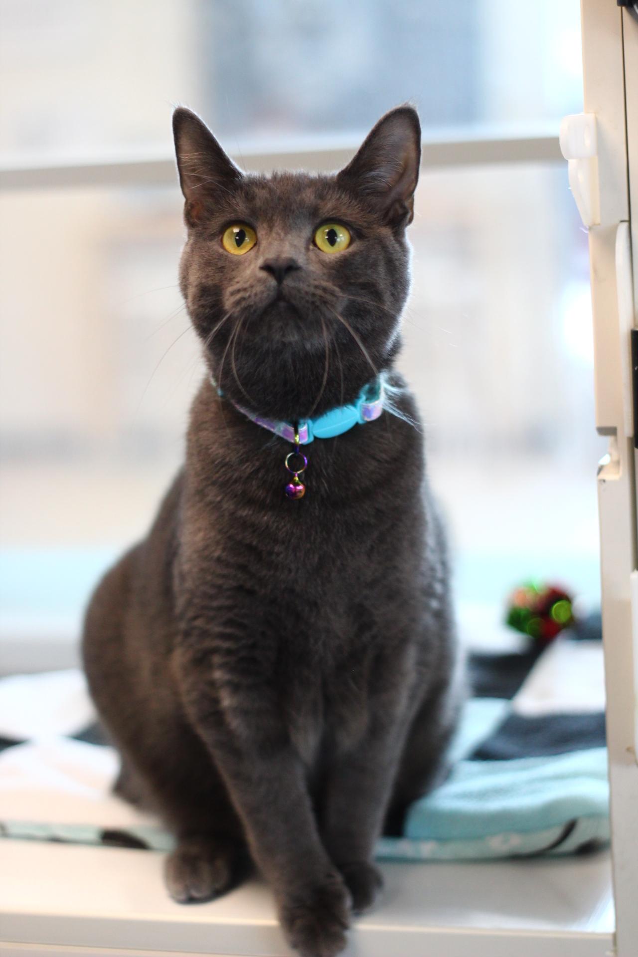 Enlarge Lucy, a Adopted Domestic Short Hair in Toledo, OH image 6/6