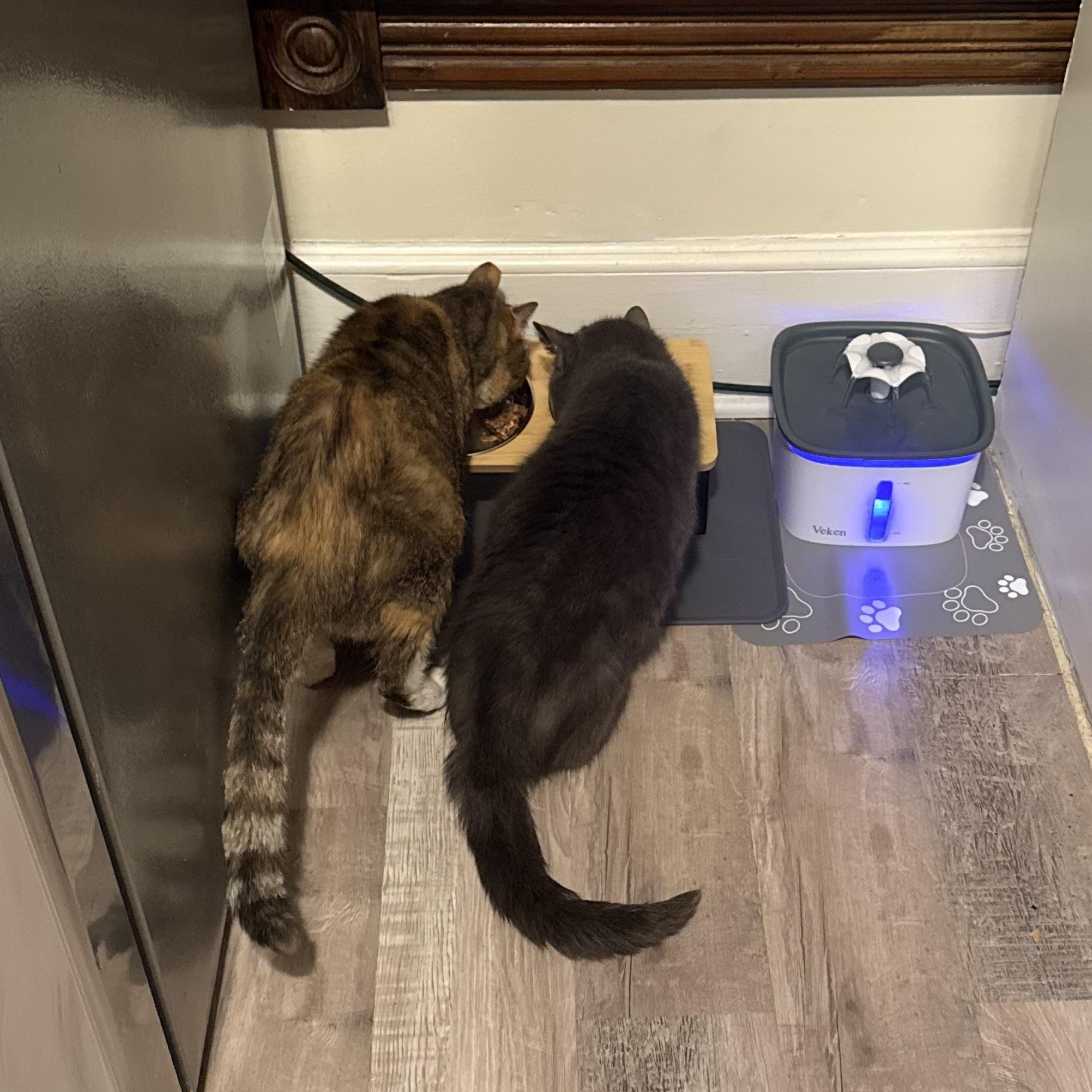 Enlarge Angel, a ADOPTABLE Domestic Short Hair in Sussex, NJ image 3/3