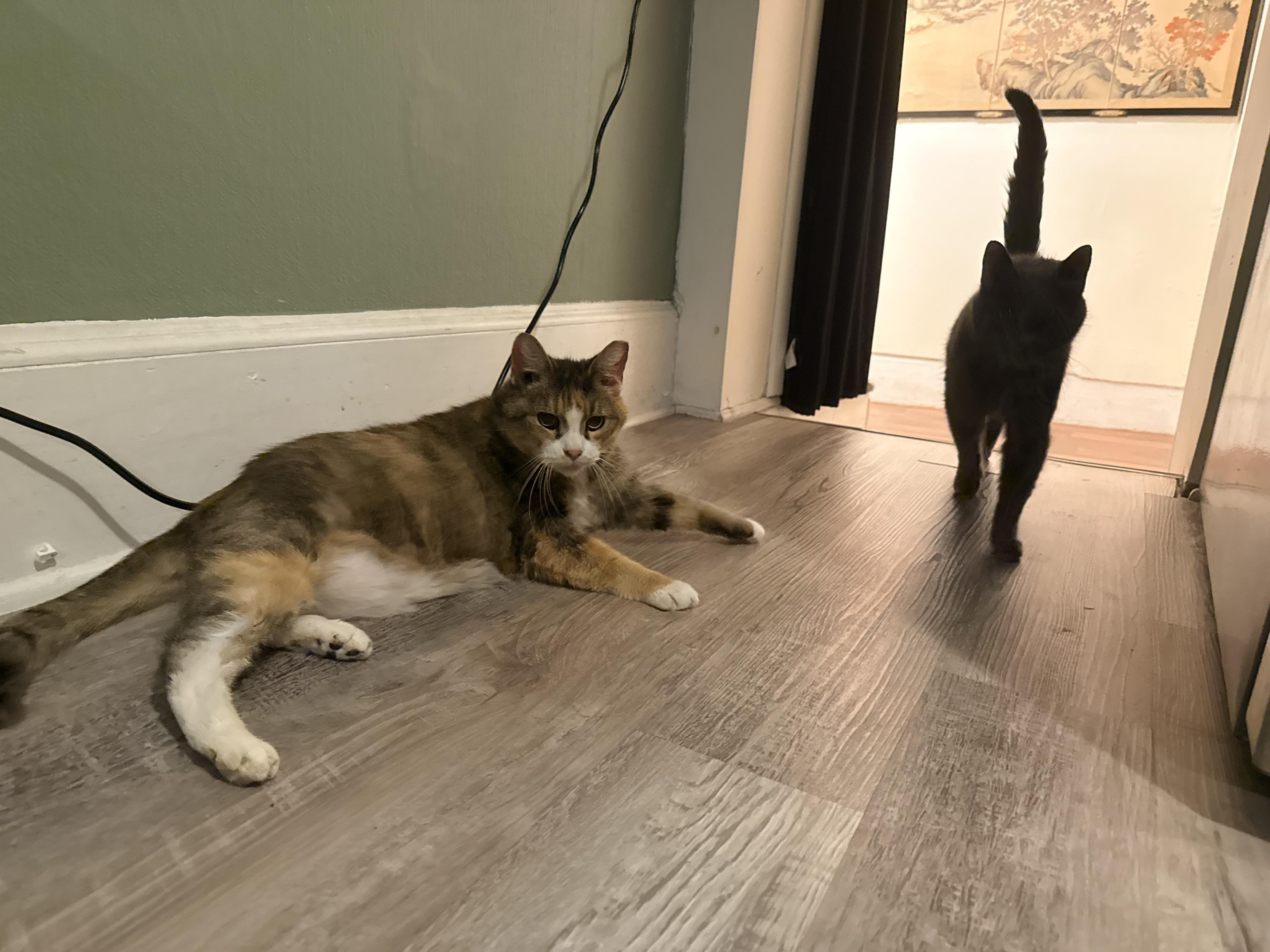 Enlarge Angel, a ADOPTABLE Domestic Short Hair in Sussex, NJ image 2/3