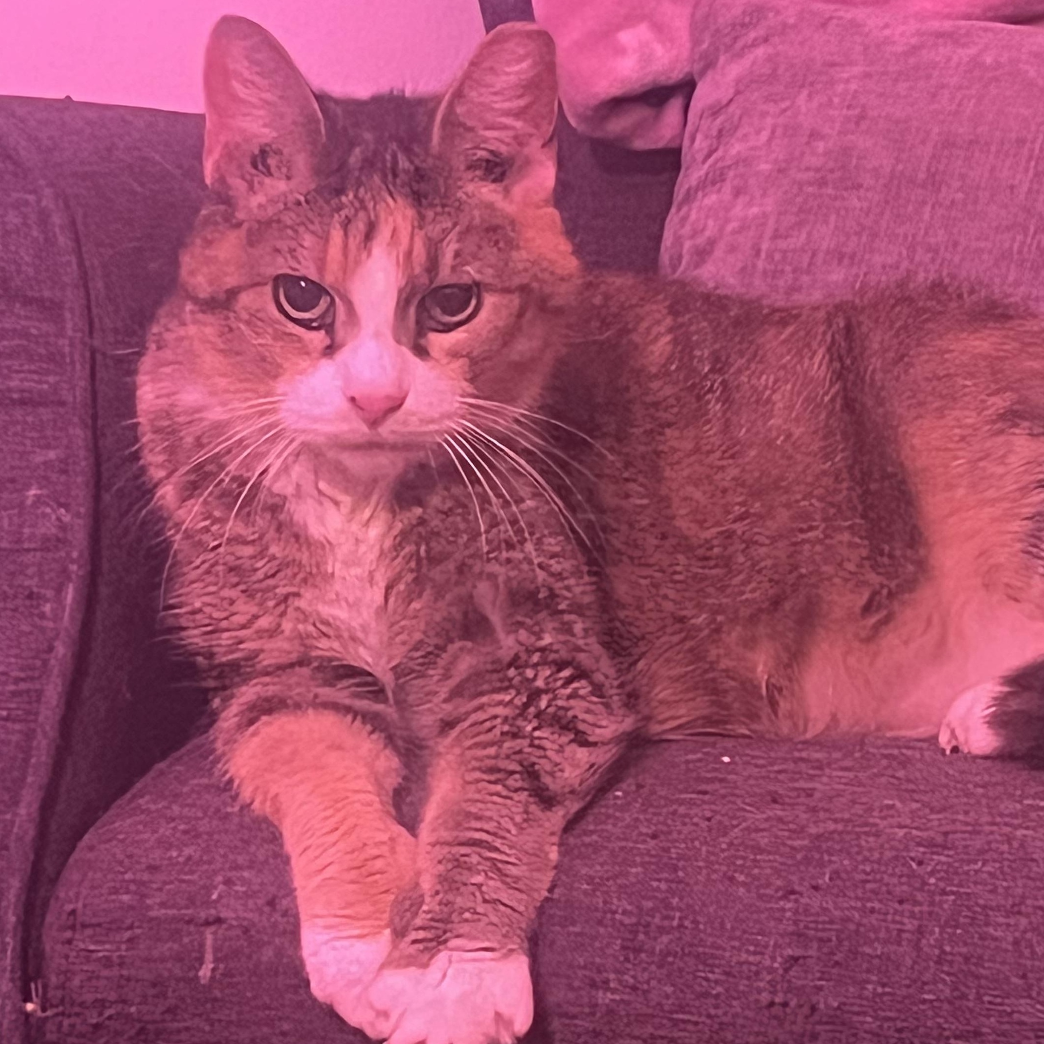 Angel, ADOPTABLE, Senior Female Domestic Short Hair.