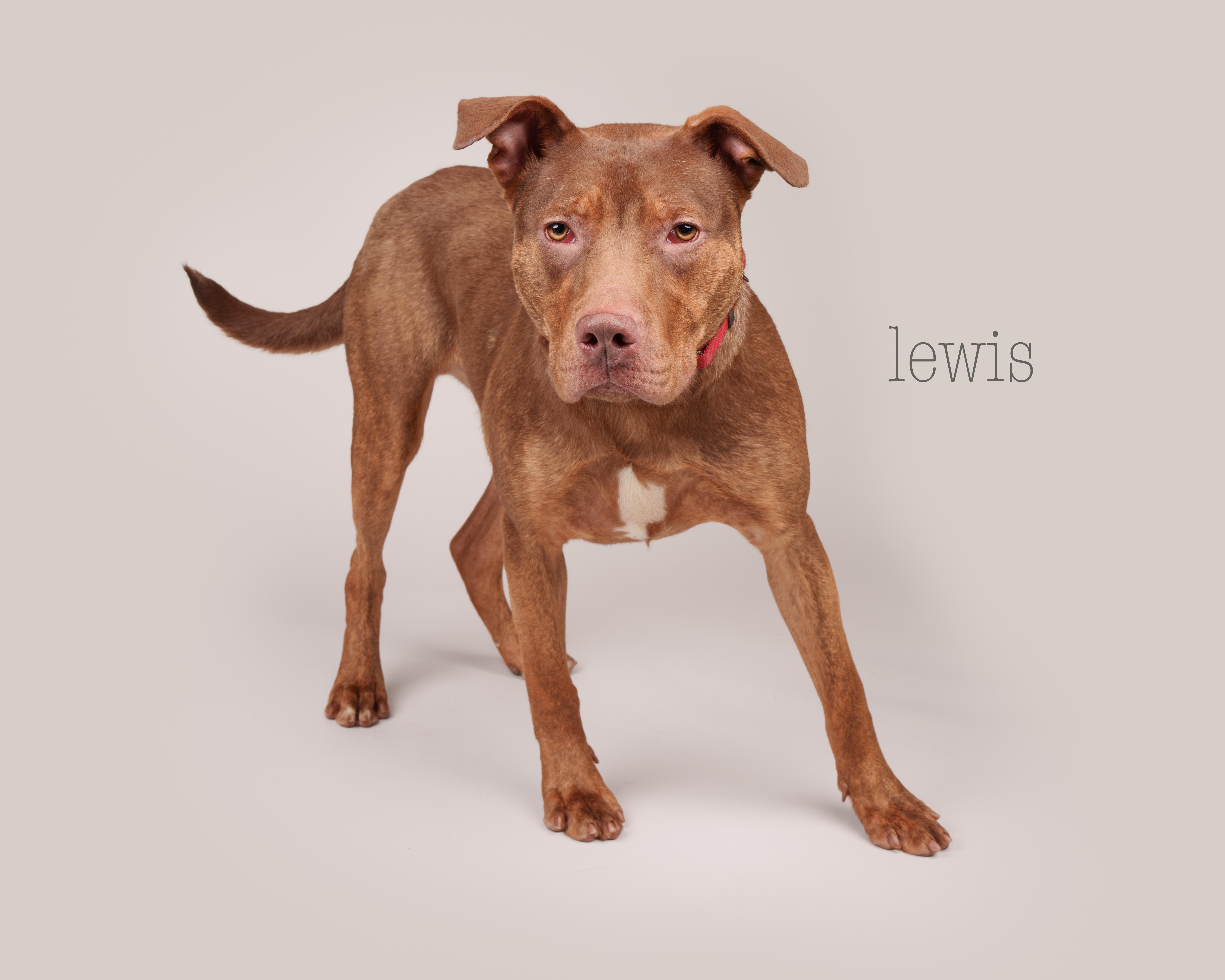 Lewis, Young Male Terrier