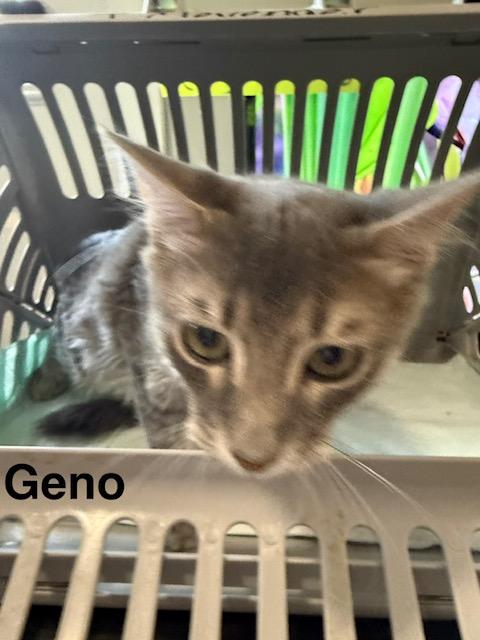 Geno photo