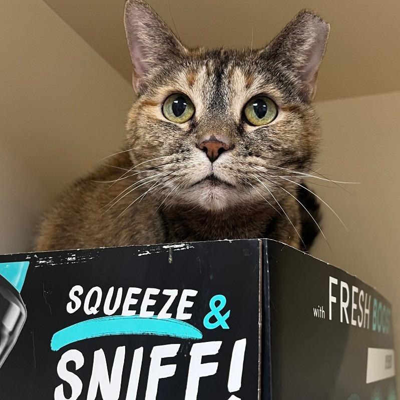 Eunice, Adoptable, Adult Female Domestic Short Hair & Domestic Short Hair.