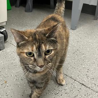 Eunice, a Adoptable mixed breed in La Grange, KY image 2/4