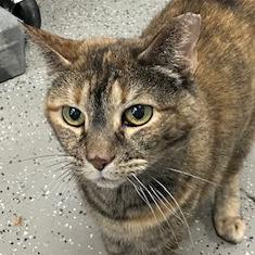Eunice, a Adoptable mixed breed in La Grange, KY image 4/4