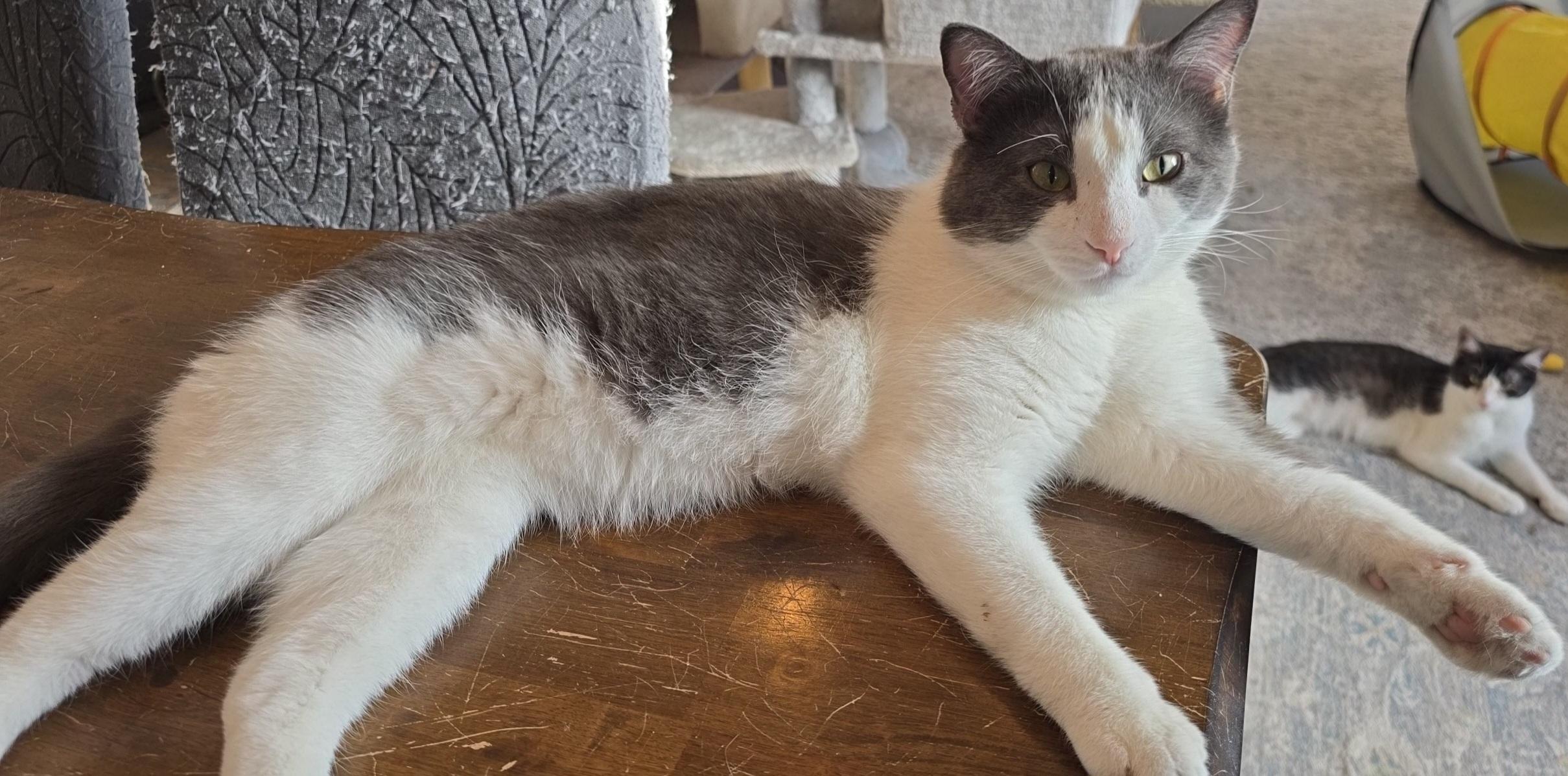 Enlarge Gerald, a ADOPTABLE Domestic Short Hair in Stevensville, ON image 1/1