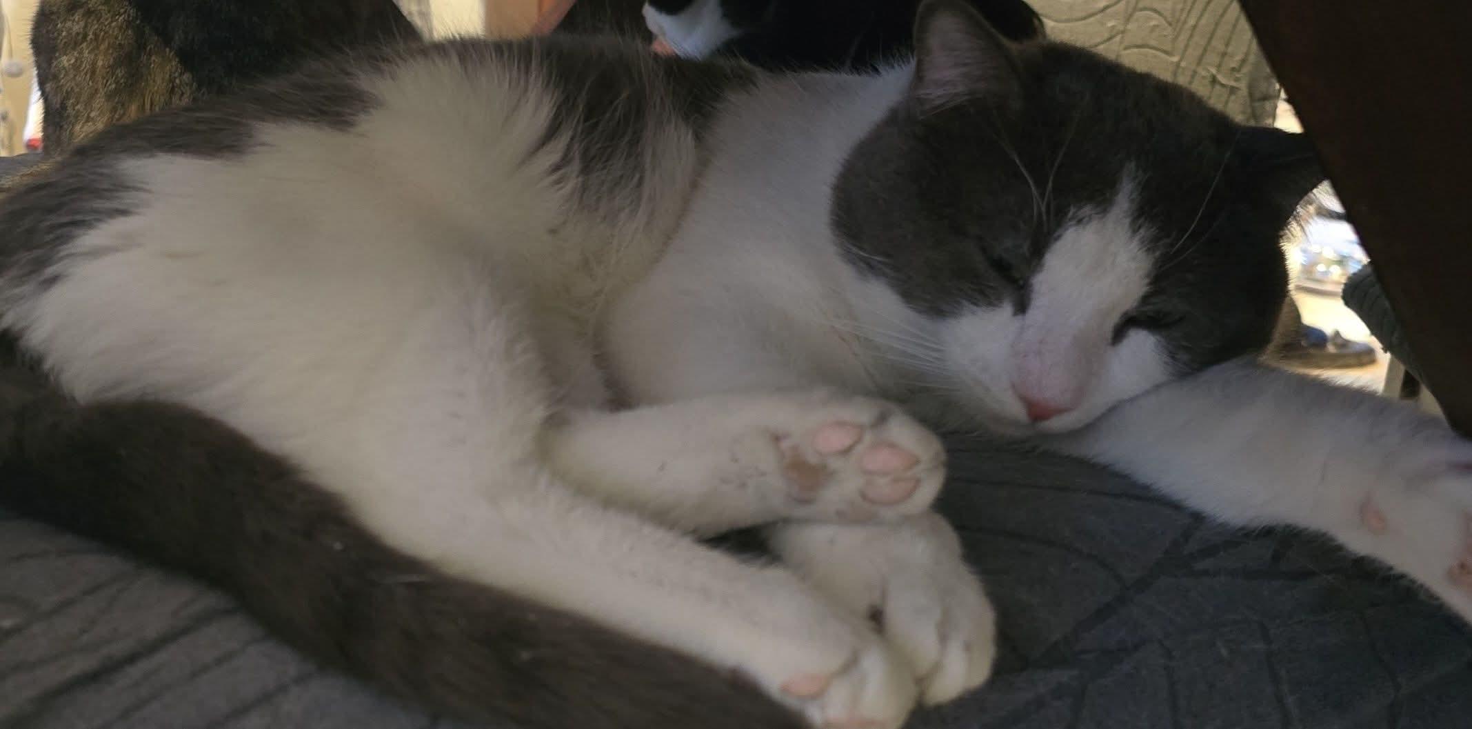 Enlarge Gerald, a ADOPTABLE Domestic Short Hair in Stevensville, ON image 1/1