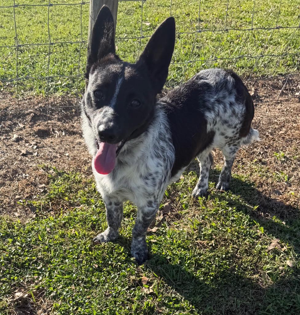 Enlarge Sadie Grace, a Adoptable mixed breed in St. Francisville, LA image 1/2