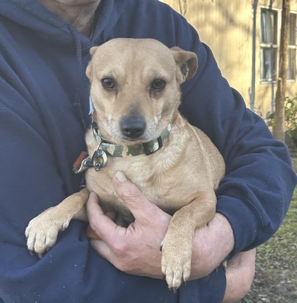 Rocco, a Adoptable mixed breed in Lancaster, PA image 1/5