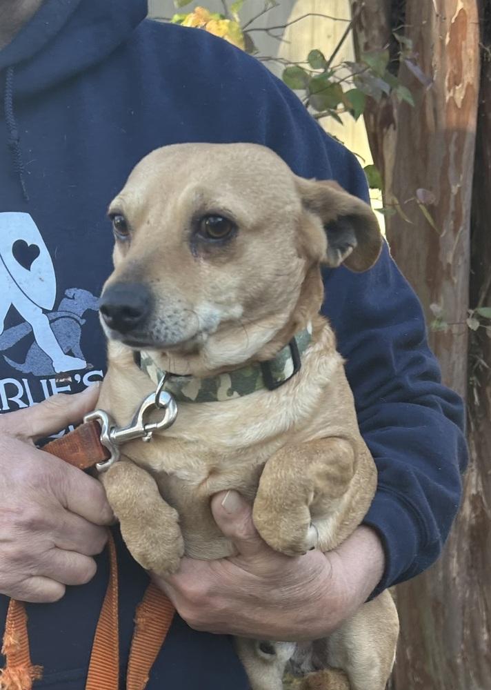 Rocco, a Adoptable mixed breed in Lancaster, PA image 3/5