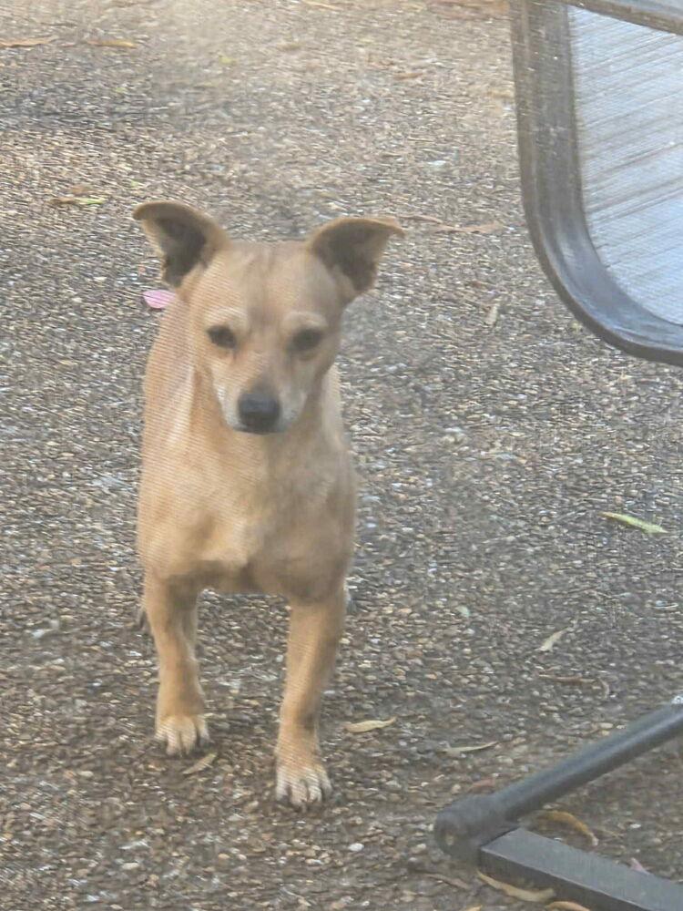 Rocco, a Adoptable mixed breed in Lancaster, PA image 4/5