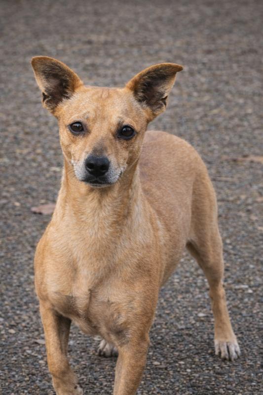 Rocco, a Adoptable mixed breed in Lancaster, PA image 2/5