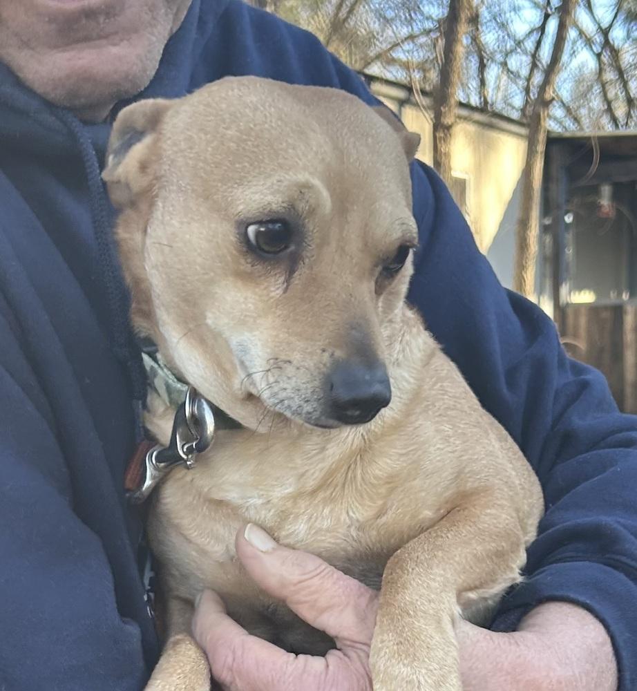 Rocco, a Adoptable mixed breed in Lancaster, PA image 5/5