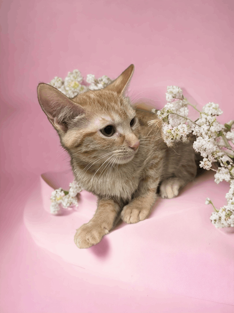 Enlarge Esme, a Adoptable Domestic Short Hair in Murrells Inlet, SC image 1/2