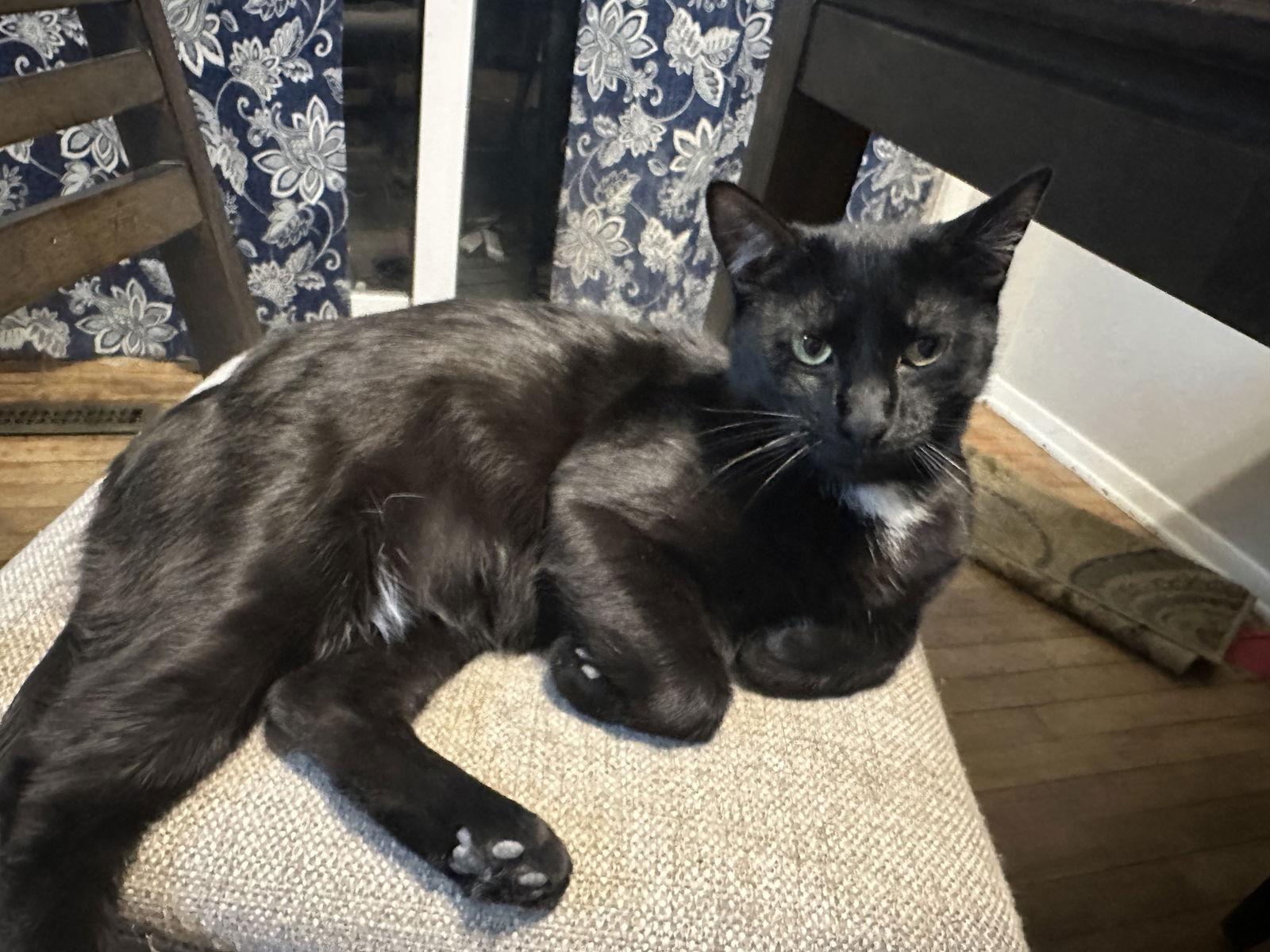 WILLOW, Adoptable, Young Female Domestic Short Hair.